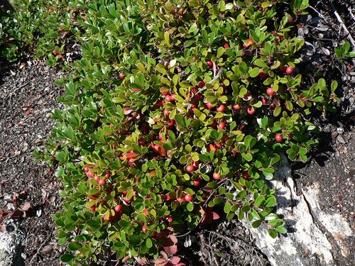 What Plants Have Been Used for Smoking? 4 Alpine Bearberry