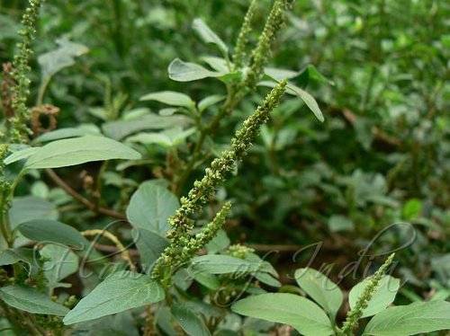 What Plants Have Been Used for Smoking? 6 Slim Amaranth