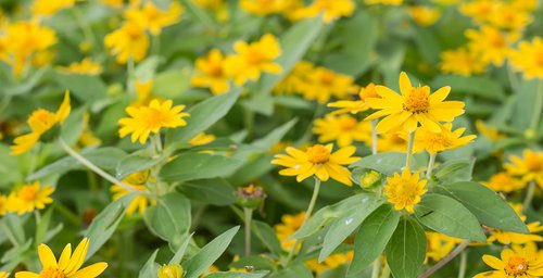 What Plants Have Been Used for Smoking? 7 Arnica / Mountain Tobacco