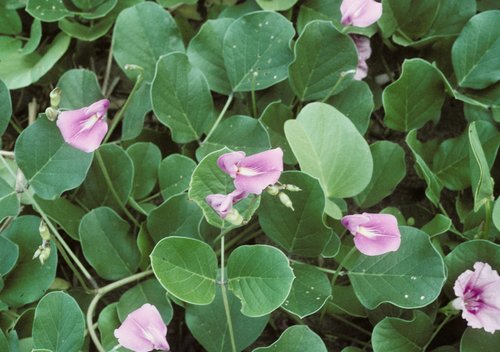 What Plants Have Been Used for Smoking? 8 Baybean / Beach Bean
