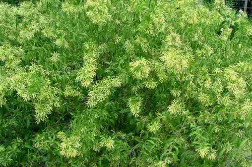 What Plants Have Been Used for Smoking? 9 Night-Blooming Jasmine