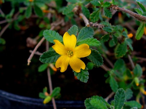 What Plants Have Been Used for Smoking? 10 Damiana