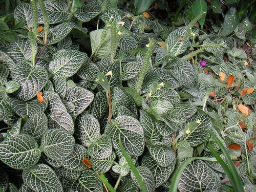 What Plants Have Been Used for Smoking? 11 Nerve Plant