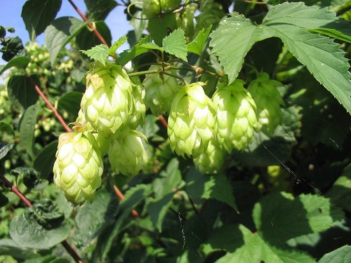 What Plants Have Been Used for Smoking? 12 Hops
