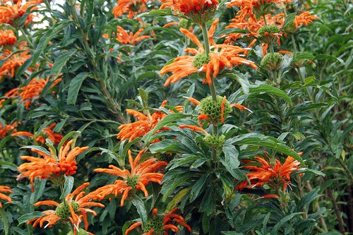 What Plants Have Been Used for Smoking? 13 Lion's Tail / Wild Dagga