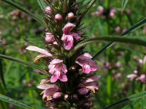 What Plants Have Been Used for Smoking? 14 Siberian Motherwort / Honeyweed