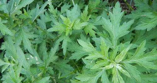 What Plants Have Been Used for Smoking? 15 Mugwort