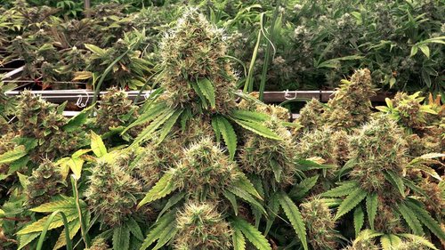 What Plants Have Been Used for Smoking? 16 Cannabis