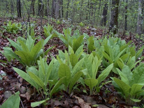 What Plants Have Been Used for Smoking? 17 Wild Comfrey