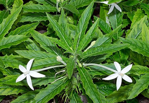 What Plants Have Been Used for Smoking? 19 Star of Bethlehem