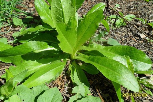 What Plants Have Been Used for Smoking? 20 Wild Lettuce /