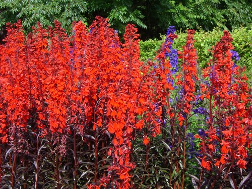 What Plants Have Been Used for Smoking? 21 Cardinal Flower