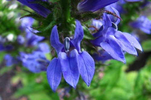 What Plants Have Been Used for Smoking? 22 Great Blue Lobelia