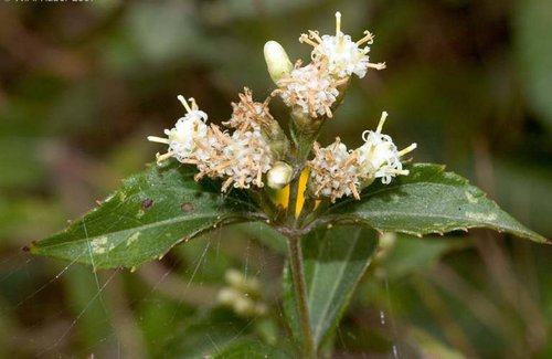 What Plants Have Been Used for Smoking? 23 Mexican Dream Herb
