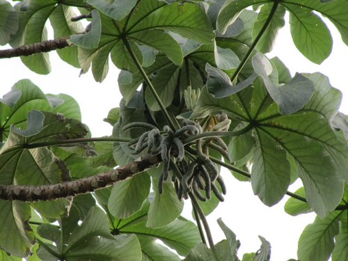 What Plants Have Been Used for Smoking? 24 Guarumo / Cecropia
