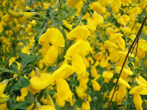 What Plants Have Been Used for Smoking? 25 Scotch Broom