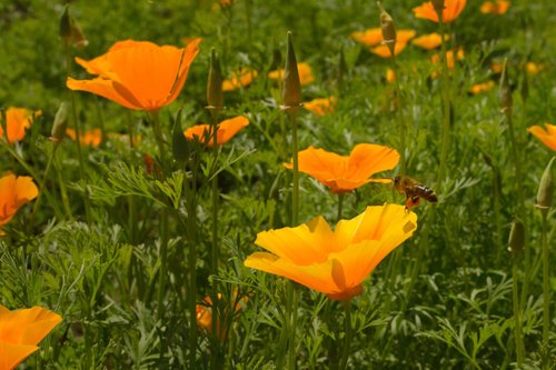 What Plants Have Been Used for Smoking? 26 California Poppy