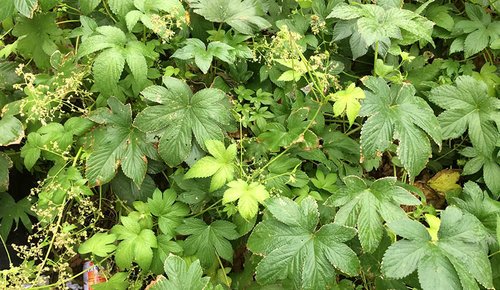 What Plants Have Been Used for Smoking? 27 Japanese Hops