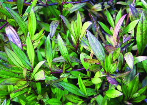 What Plants Have Been Used for Smoking? 28 Laggera alata / False Tobacco