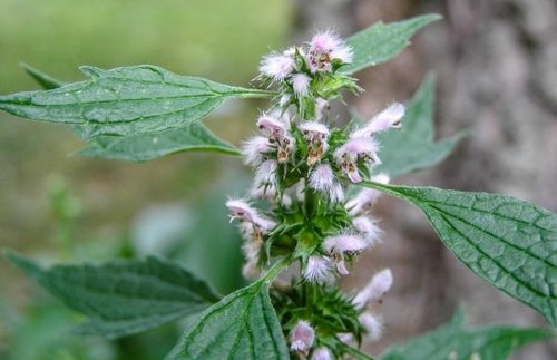 What Plants Have Been Used for Smoking? 29 Motherwort