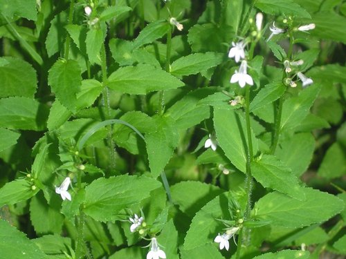 What Plants Have Been Used for Smoking? 30 Indian Tobacco