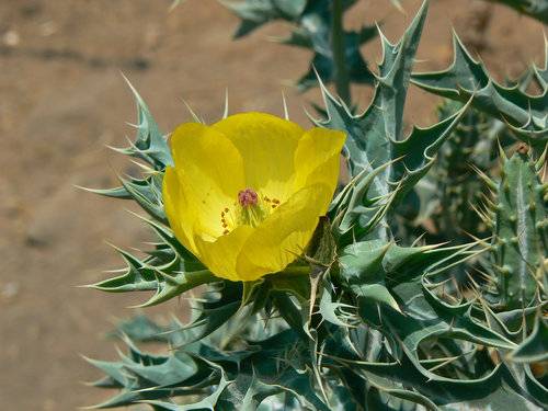 What Plants Have Been Used for Smoking? 2 462900862 24af56f5af b